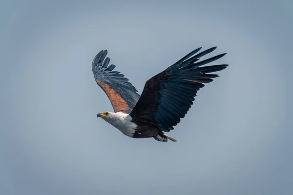 African Fish Eagle Flies Blue Sky — Stock Photo, Image