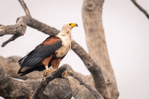 Águila Africana Sostiene Peces Árbol —  Fotos de Stock