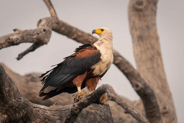 Águila Africana Sostiene Peces Rama —  Fotos de Stock