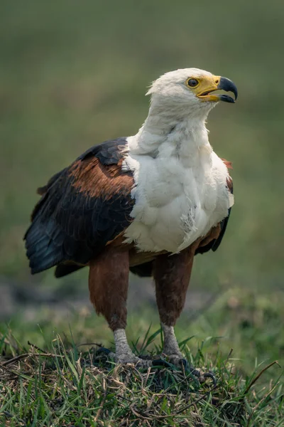 非洲鱼鹰在草地上张开喙 — 图库照片