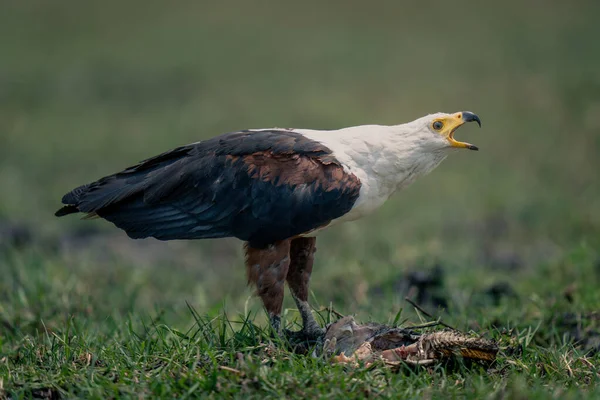 African Fish Eagle Stands Squawking Fish — Stock Photo, Image