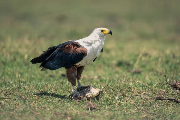非洲鱼鹰与鱼在草地上 — 图库照片