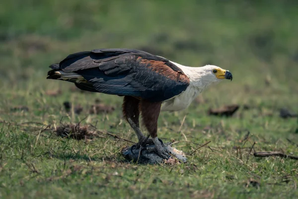 Águila Pescadora Africana Encuentra Sobre Peces Muertos —  Fotos de Stock