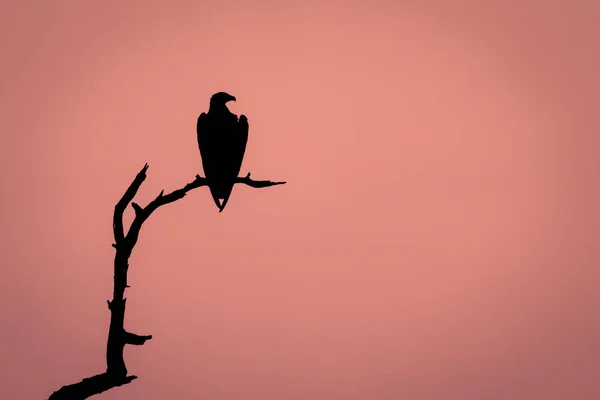 非洲鱼鹰在枯枝上的轮廓 — 图库照片