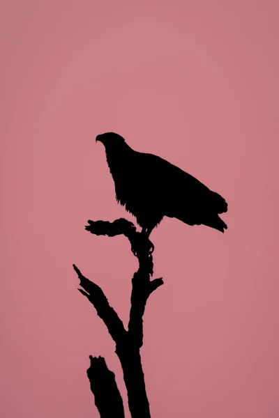 非洲鱼鹰在枯树上的轮廓 — 图库照片
