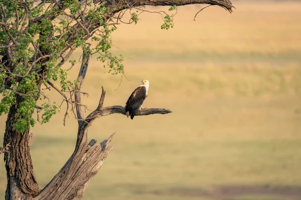Африканский Орёл Повороте Ветки — стоковое фото