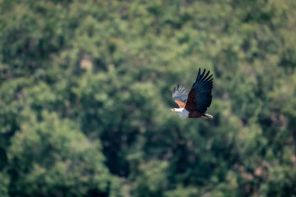 Африканский Орёл Проходит Мимо Деревьев Поднимающих Крылья — стоковое фото
