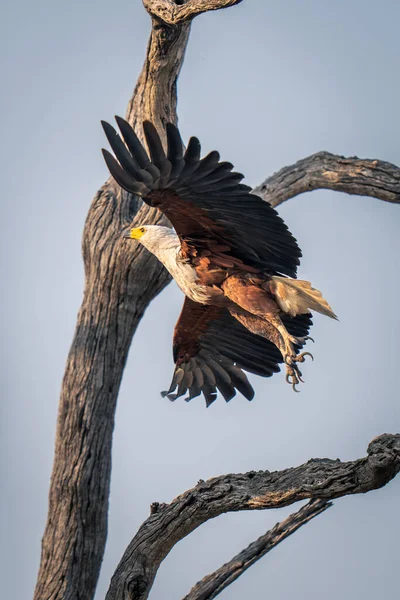 African Fish Eagle Takes Tree — Stock Photo, Image