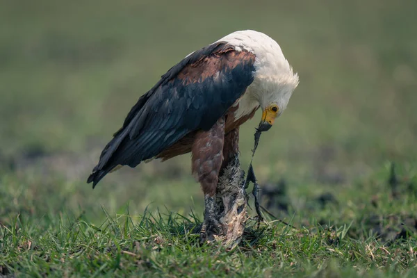 Águila Africana Yergue Despedazando Peces —  Fotos de Stock