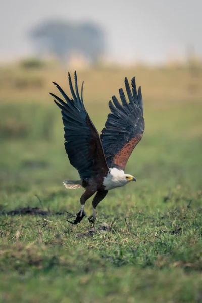 Африканский Орёл Взлетает Поймы — стоковое фото
