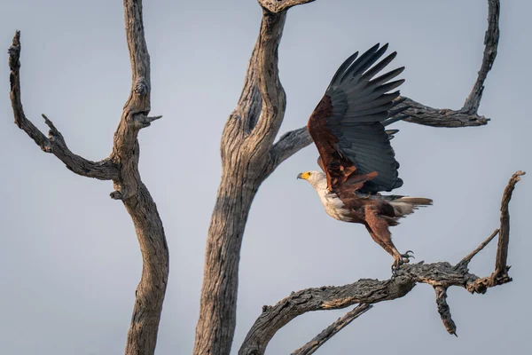 Afrikanischer Fischadler Hebt Vom Ast — Stockfoto