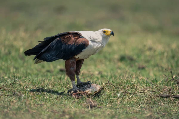Águila Africana Con Peces Hierba —  Fotos de Stock