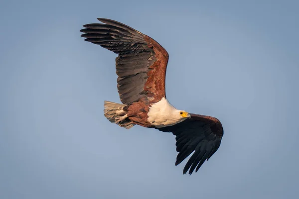 Águila Pescadora Africana Con Reflector Cielo —  Fotos de Stock