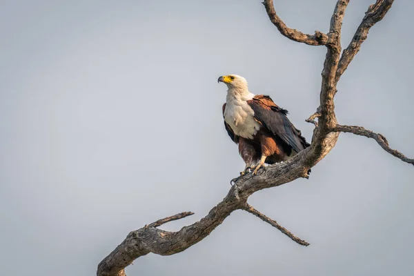 Afrikanischer Fischadler Mit Schlaglicht Baum — Stockfoto