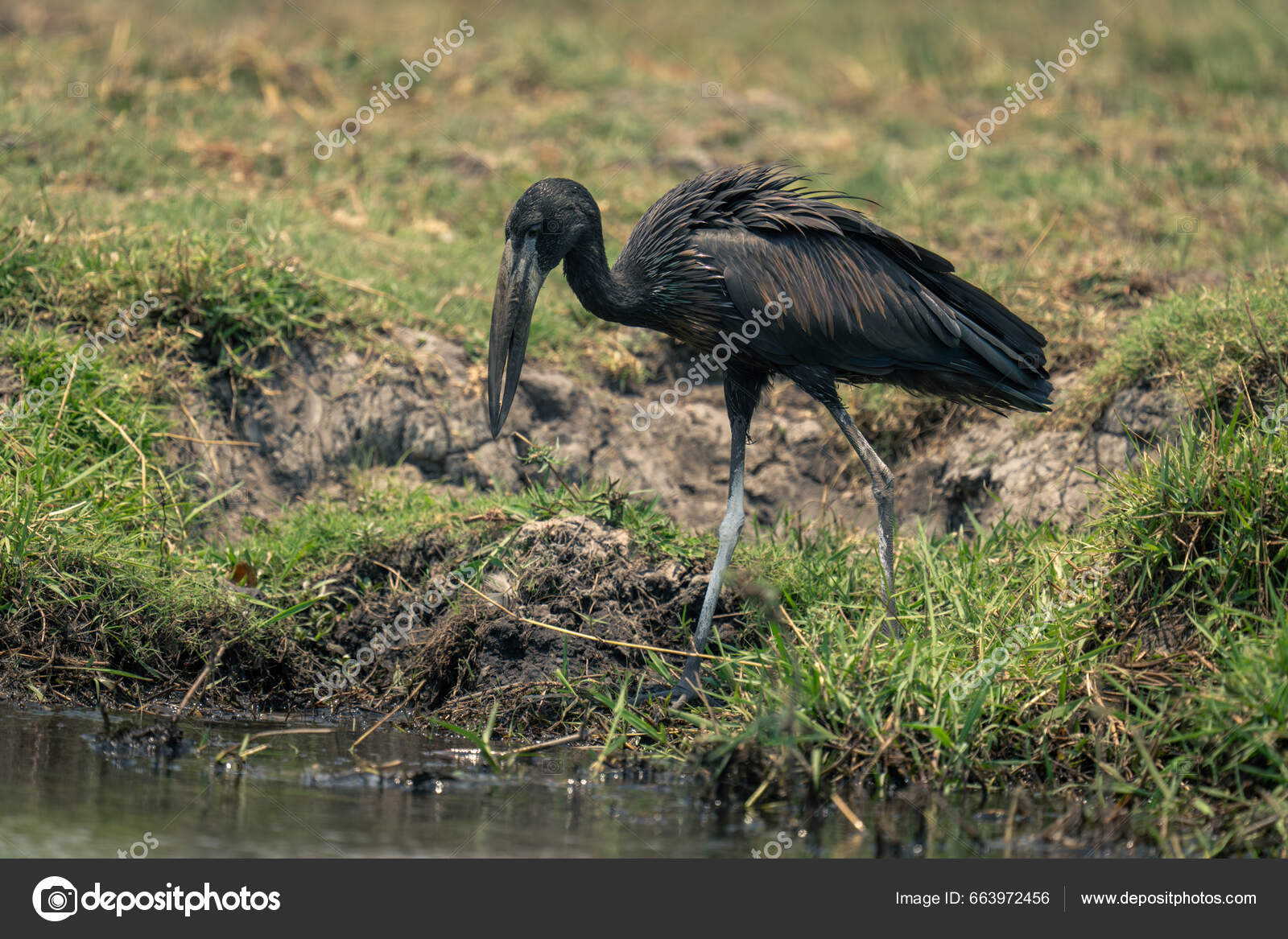 아프리카의 강둑을 강으로 내려간다 — 스톡 사진 © Nick Dale Photography #663972456