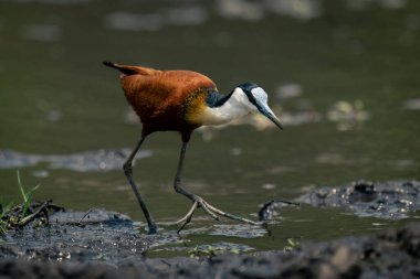 Afrikalı Jacana güneşte çamurlu sığ suları geçiyor