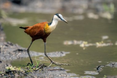 Afrikalı Jacana sığlıklarda yürür