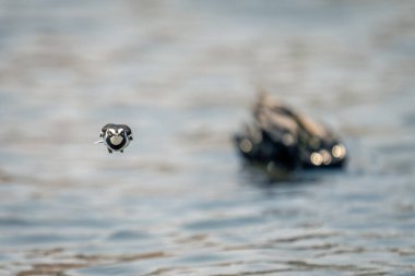 Afrika kuyruklu Afrika, kameraya yaklaşır kanatları kıstırır