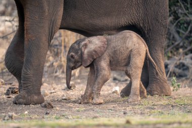 Yavru Afrika fili annesiyle yürüyor.