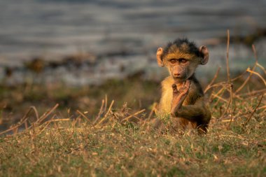 Baby chacma baboon sits scratching on riverbank clipart