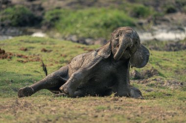 Yavru Afrika fili çimenli nehir kıyısında uzanıyor