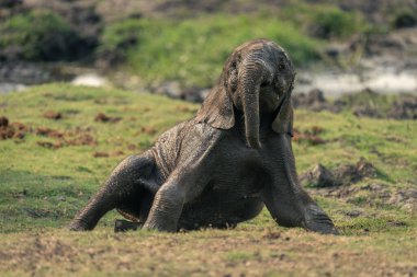 Yavru Afrika fili ayağa kalkmak için mücadele ediyor