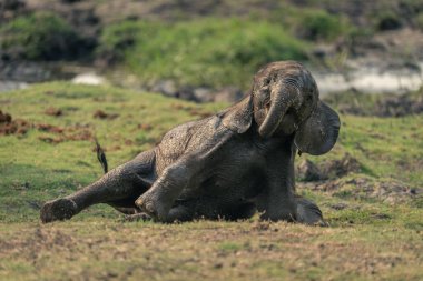 Yavru Afrika fili çimenli nehir kıyısında uzanıyor