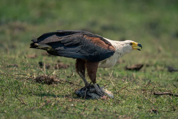 Águila Africana Con Pez Abre Pico —  Fotos de Stock