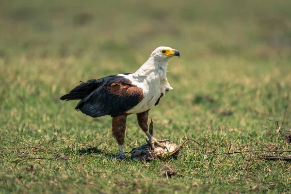 Águila Pescadora Africana Con Pie Sobre Pescado — Foto de Stock
