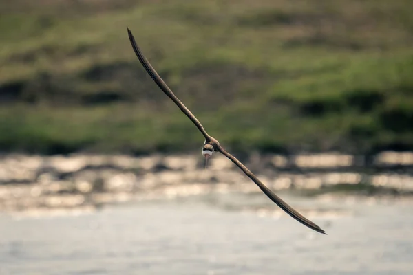 Африканский Скиммер Пересекает Реку Диагональными Крыльями — стоковое фото