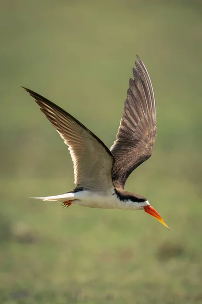 Afrykański Skimmer Lata Nad Trawą Podnosząc Skrzydła — Zdjęcie stockowe