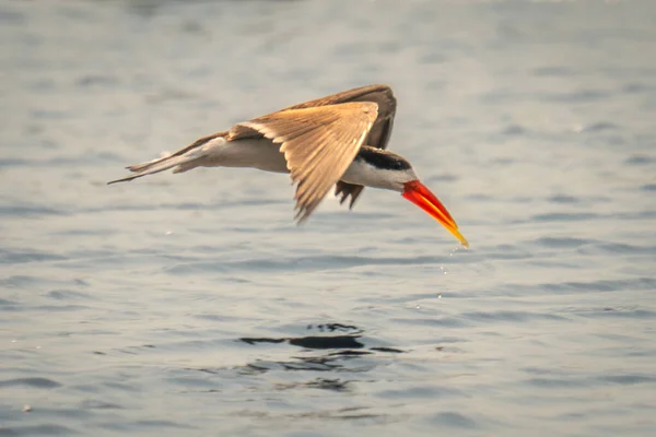 Afrikansk Skimmer Flyger Över Floden Dribblande Vatten — Stockfoto