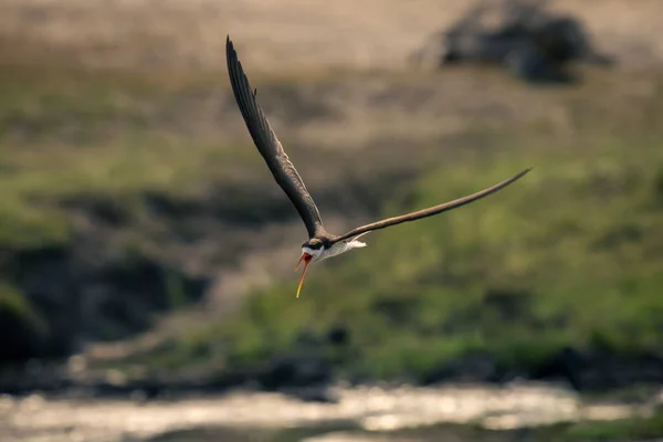 Afrikanska Skimmer Flyger Över Flodöppnande Näbb — Stockfoto