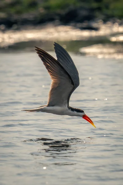 Afrikansk Skimmer Flyger Över Floden Lyfta Vingar — Stockfoto