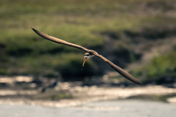 Skimmer Africano Desliza Sobre Río Goteando Agua — Foto de Stock