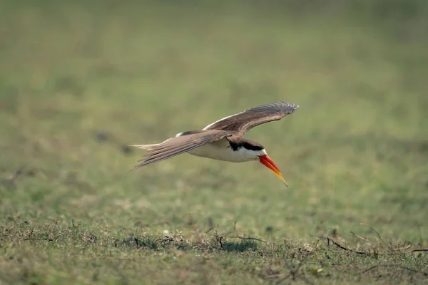 Afrikansk Skimmer Glider Över Gräs Sprider Vingar — Stockfoto