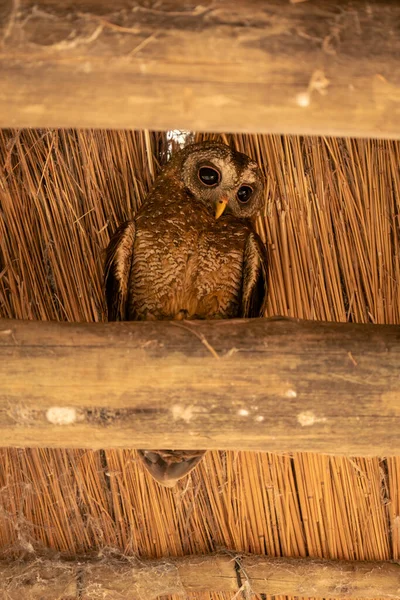African Wood Owl Rafters Looking — Stock Photo, Image