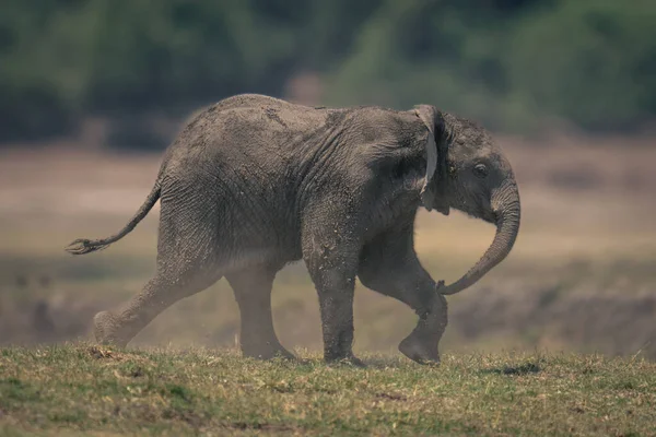 Детский Африканский Слон Бежит Траве — стоковое фото