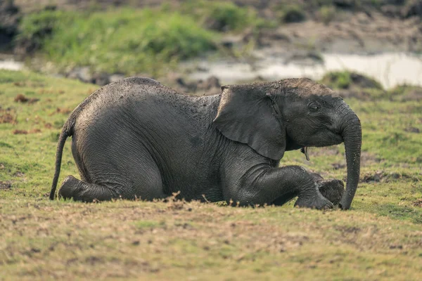 Малыш Африканский Слон Коленях Берегу Реки — стоковое фото