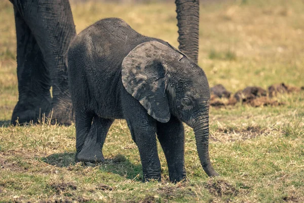 Детский Африканский Слон Стоит Скрещивая Ноги — стоковое фото