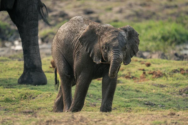 Детеныш Африканский Слон Стоит Держа Ветку — стоковое фото