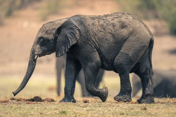 Baby African Bush Słoń Spacery Trawie — Zdjęcie stockowe