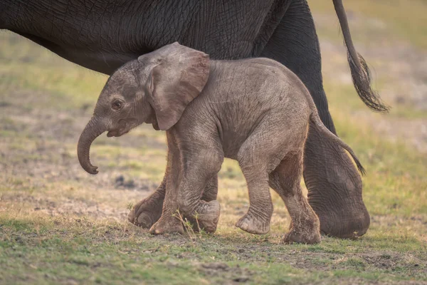 Μικρός Αφρικανός Ελέφαντας Περνάει Δίπλα Από Μητέρα — Φωτογραφία Αρχείου