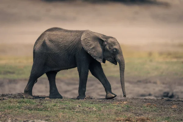 Bebé Africano Arbusto Elefante Caminando Largo Orilla Del Río — Foto de Stock