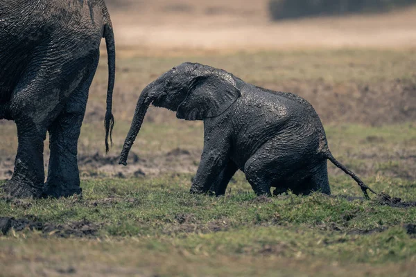 Африканский Слоненок Вылезает Грязи — стоковое фото