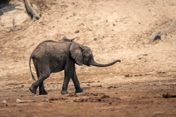 非洲小象摇动树干走路 — 图库照片