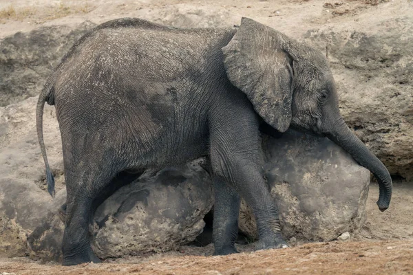 Детеныш Африканского Слона Стоит Скале — стоковое фото