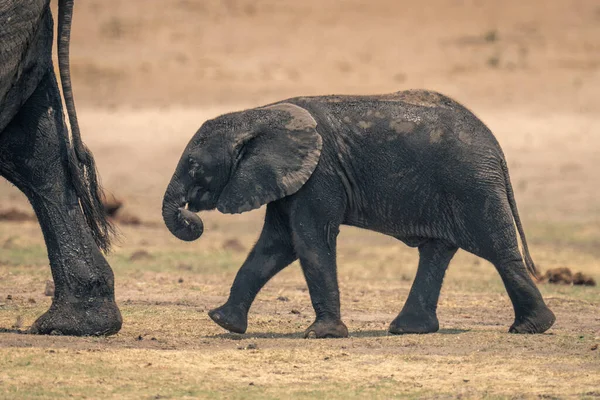 Μωρό Αφρικανικό Ελέφαντα Ακολουθεί Μητέρα Στο Γρασίδι — Φωτογραφία Αρχείου