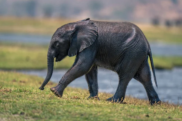 Baby African Elephant Walks Riverbank Dripping — Stock Photo, Image