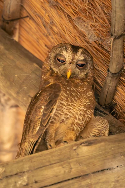 African Wood Owl Looks Rafters — Stock Photo, Image